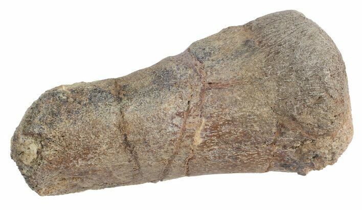 Juvenile Hadrosaur Hand Digit - Texas #43000